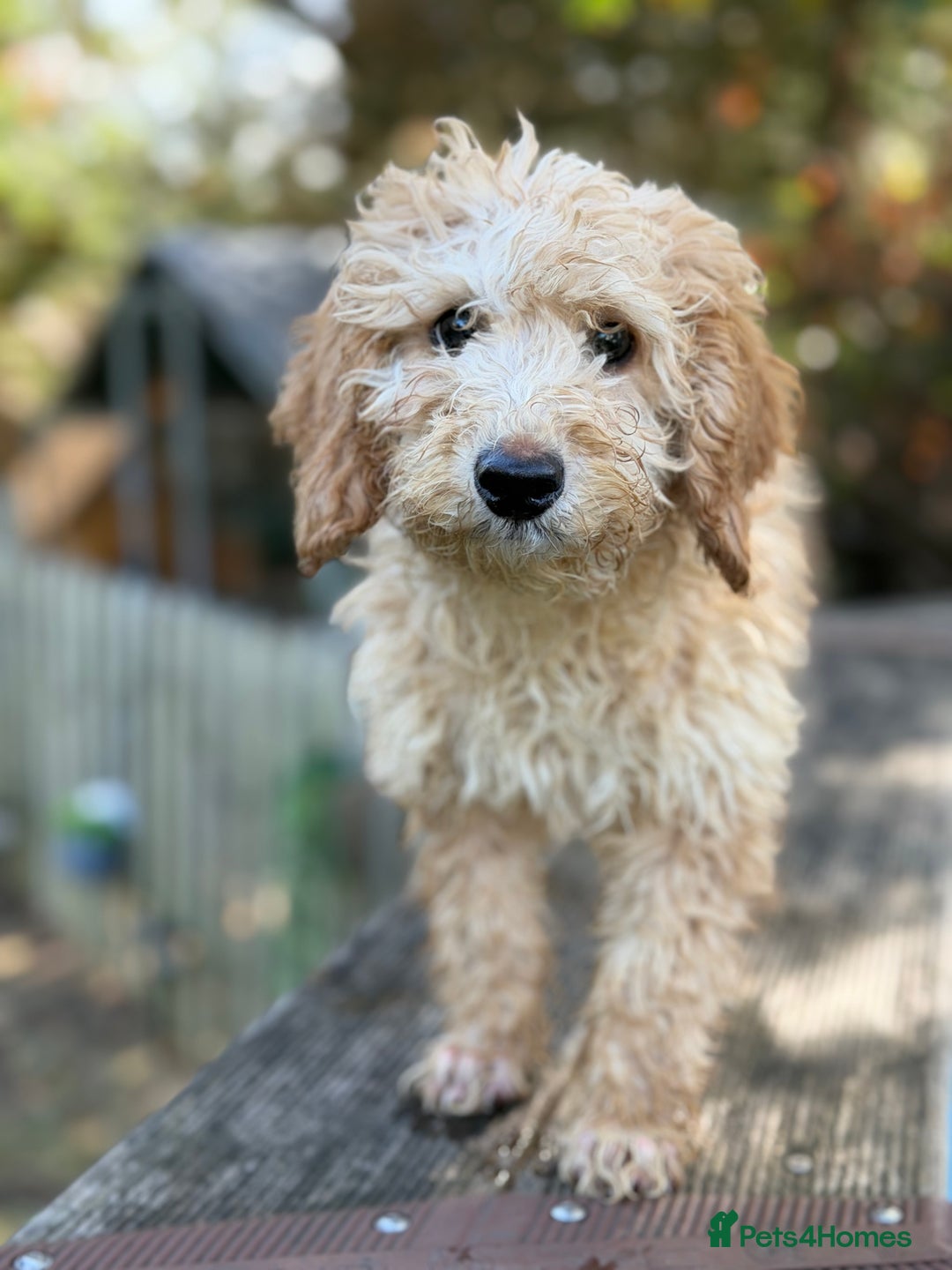 Cockapoo dogs for sale: Stunning cockapoos  - Image 3