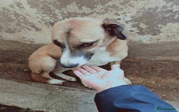 Mixed Breed dogs for adoption: Meet Albie, currently residing in Derbyshire  - Image 7