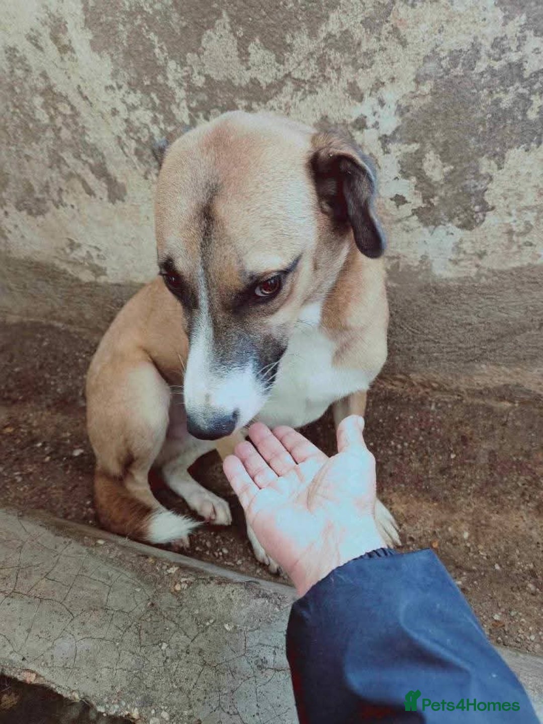 Mixed Breed dogs for adoption: Meet Albie, currently residing in Derbyshire  - Image 7