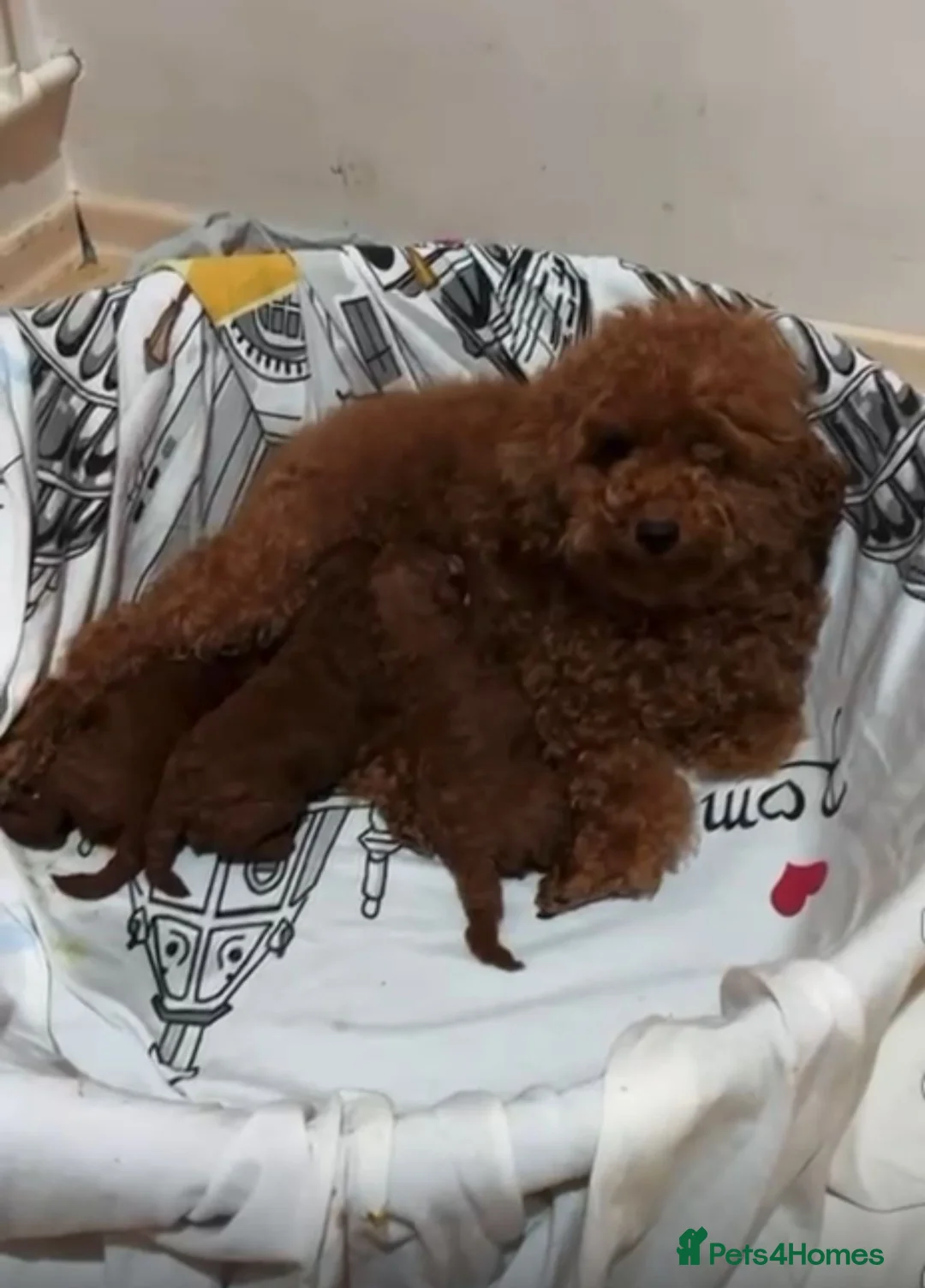 Toy Poodle dogs for sale: Asian toy poodle boy  - Advert 2