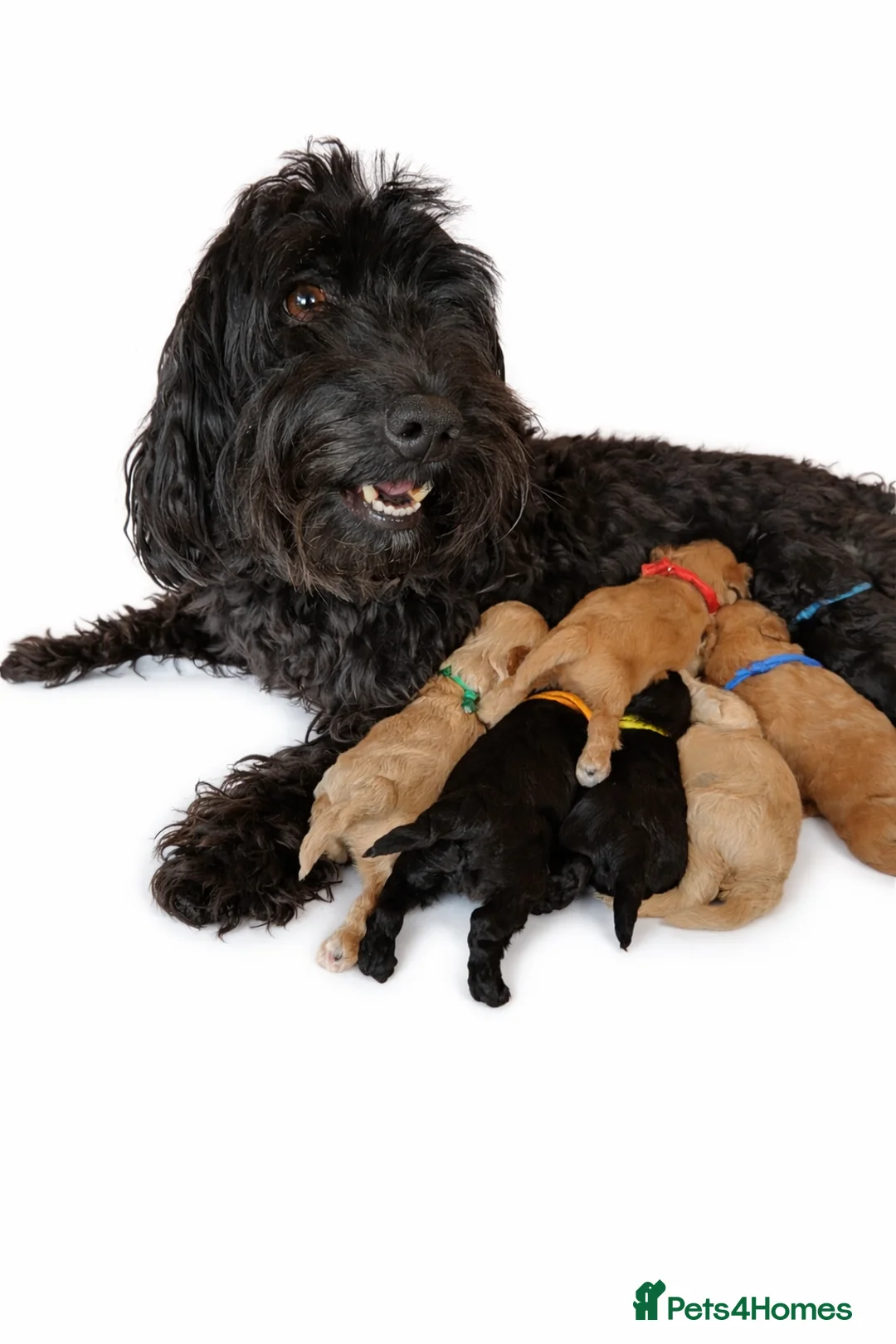 Jackapoo dogs for sale: Beautiful Jackapoo Puppies x 8 Puppies Available - Advert 19