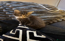 Norwegian Forest Cat cats for sale: Ready now  - Advert 4