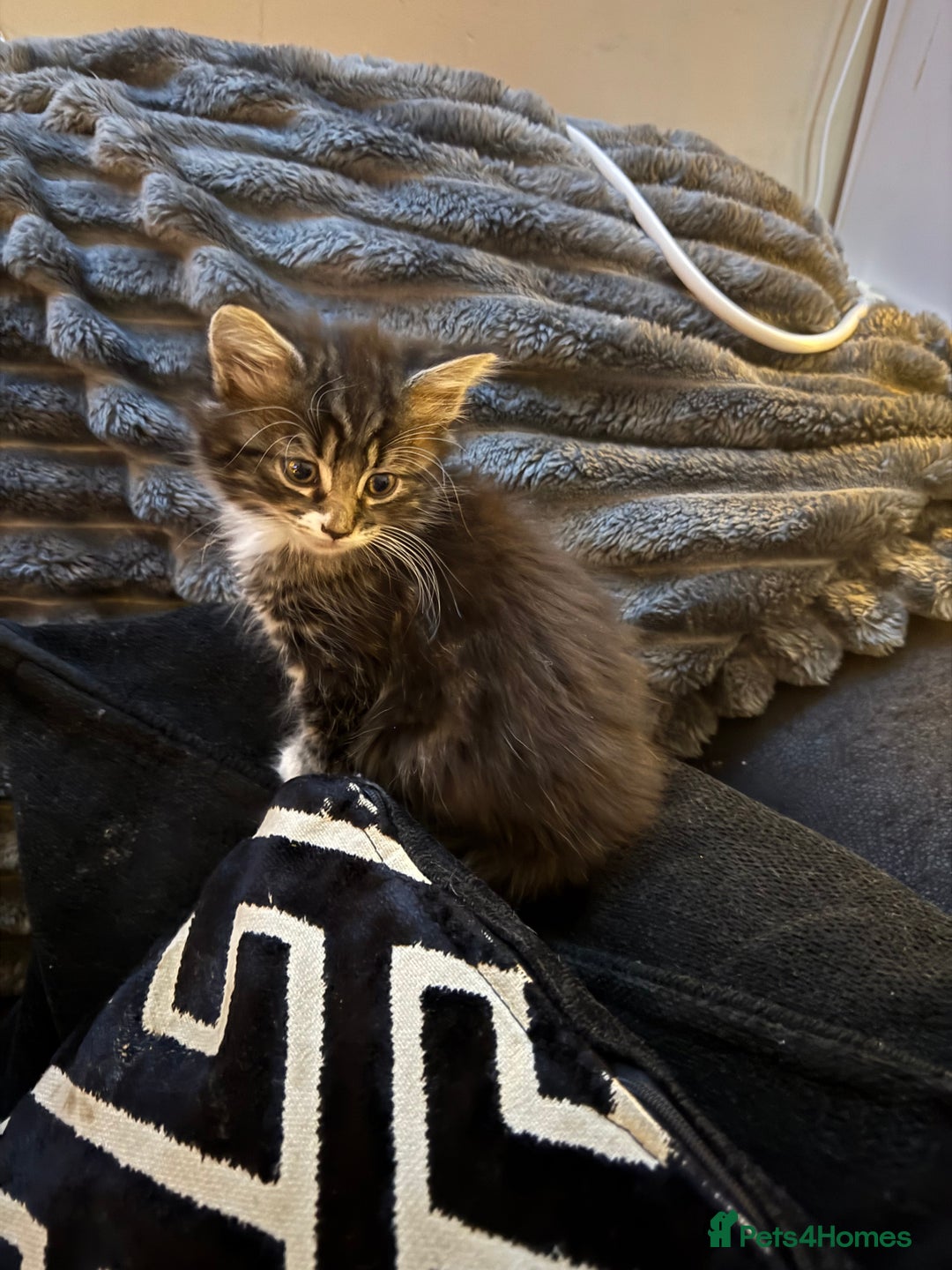 Norwegian Forest Cat cats for sale: Ready now  - Advert 4