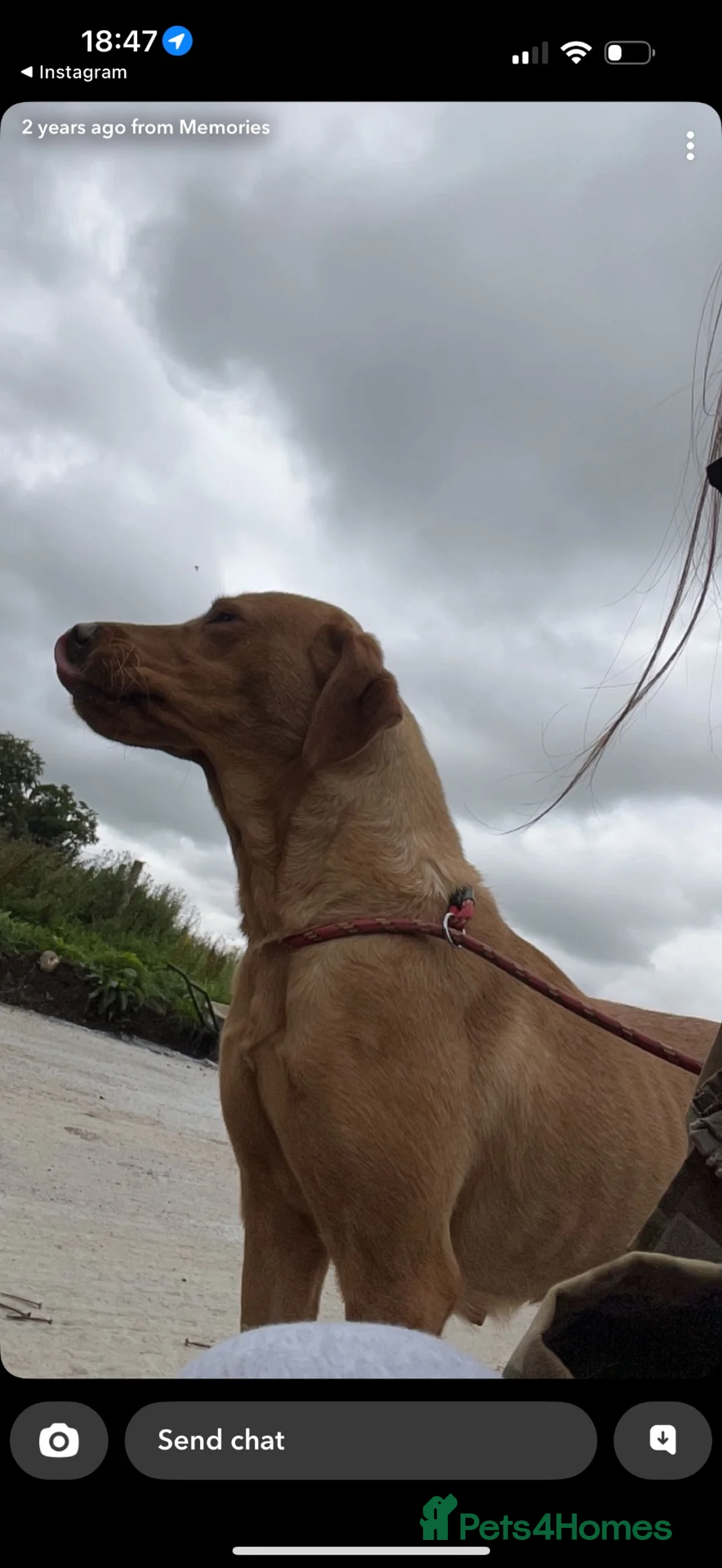 Labrador Retriever dogs for sale: Champion lab puppies  - Advert 4