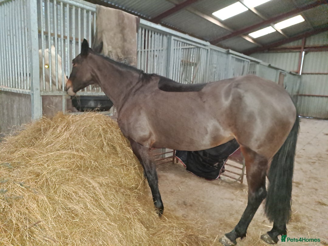 American Standardbred horses for sale: Allrounder horse  - Image 3