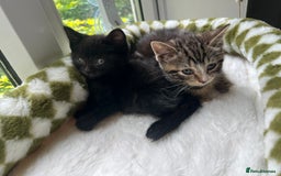 British Shorthair cats for sale: 2 Kittens Left - Image 1