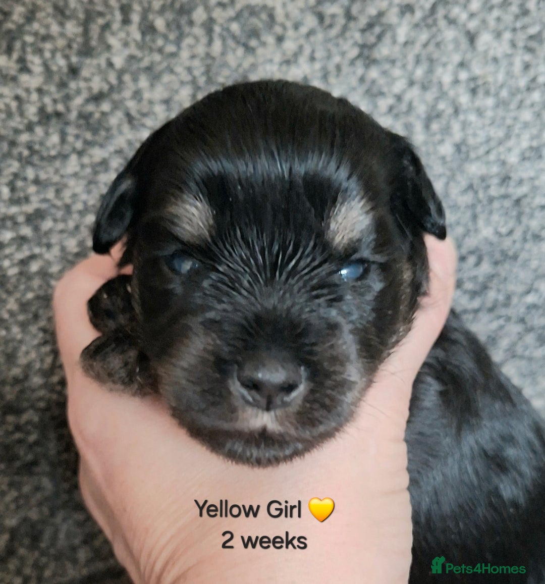 Miniature Schnauzer dogs for sale: Fantastic litter of Black and Silver pups K.C Reg - Advert 4
