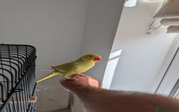 Ringnecks birds for sale: ​For Sale: Young Lutino Indian Ringneck - Image 8