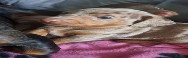 Miniature Dachshund Puppy 1