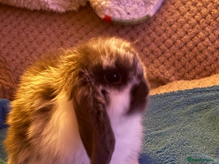 Mini Lop rabbits Mini Lop rabbit - Advert 18