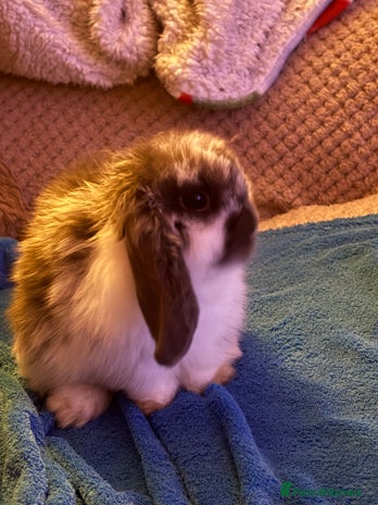 Mini Lop rabbits Mini Lop rabbit - Advert 1
