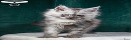 Maine Coon cats for sale: XL PEDIGREE TICA REGISTERED MAINE COON KITTENS - Advert 28