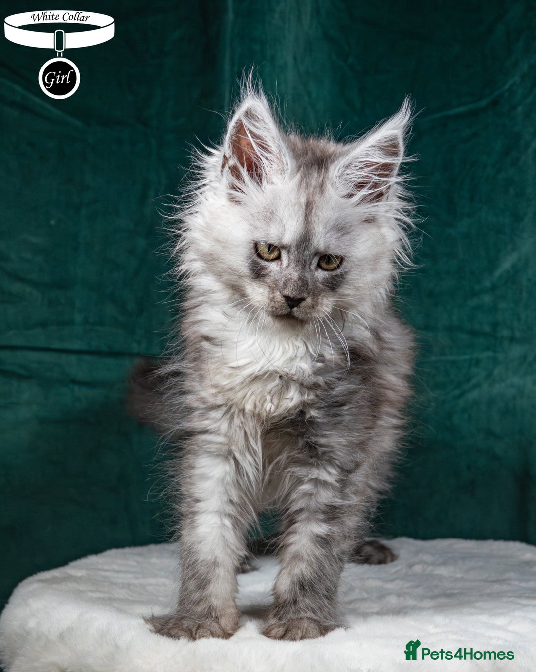 Maine Coon cats for sale: XL PEDIGREE TICA REGISTERED MAINE COON KITTENS - Advert 28