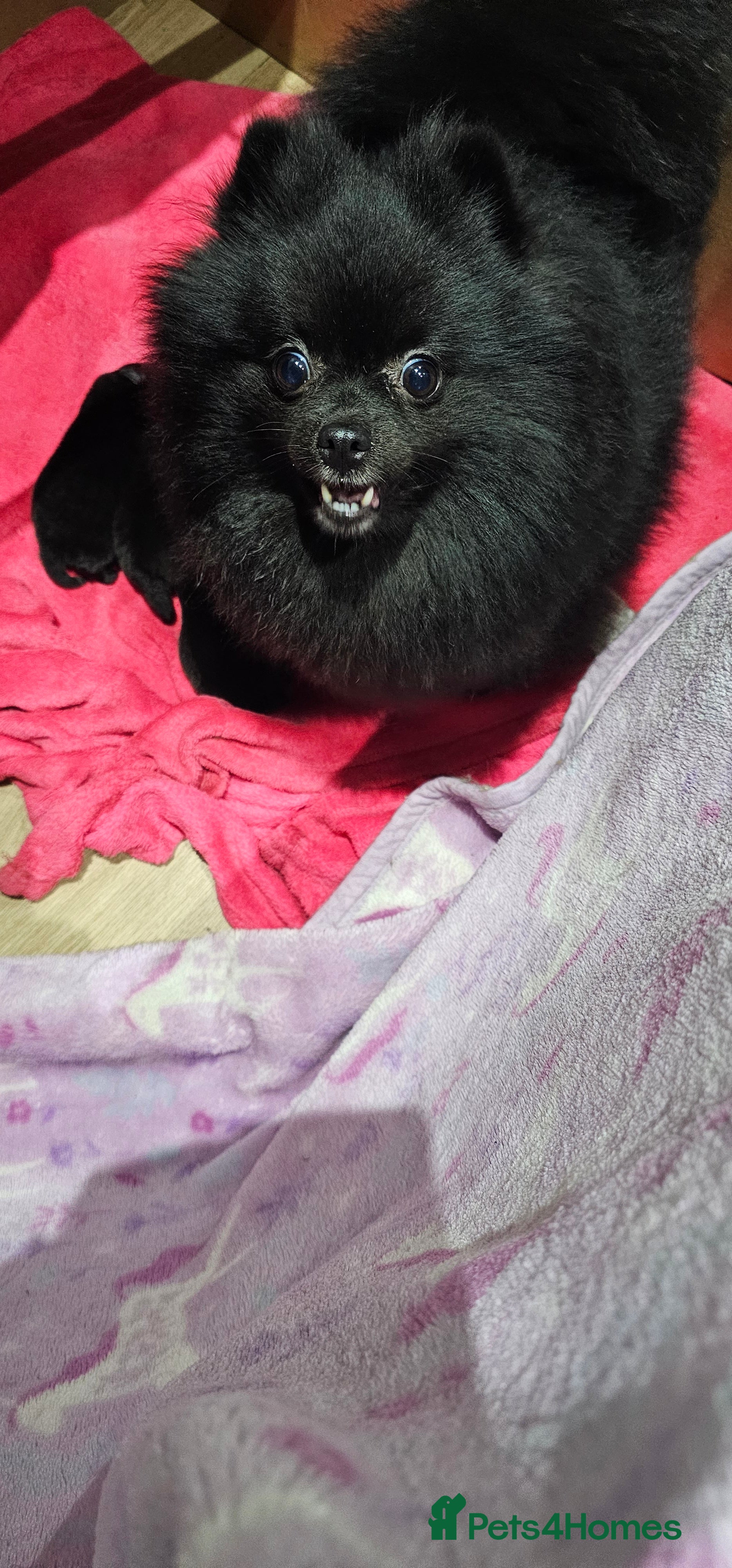 Pomeranian dogs Beautiful puppys - Advert 1