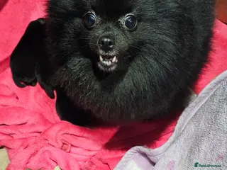 Pomeranian dogs Beautiful puppys - Advert 1