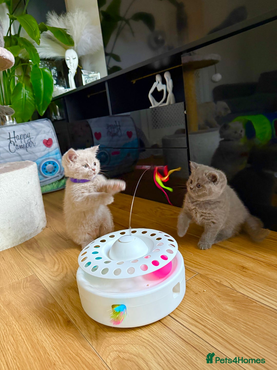 Scottish Fold cats for sale: Scottish straight - Image 26