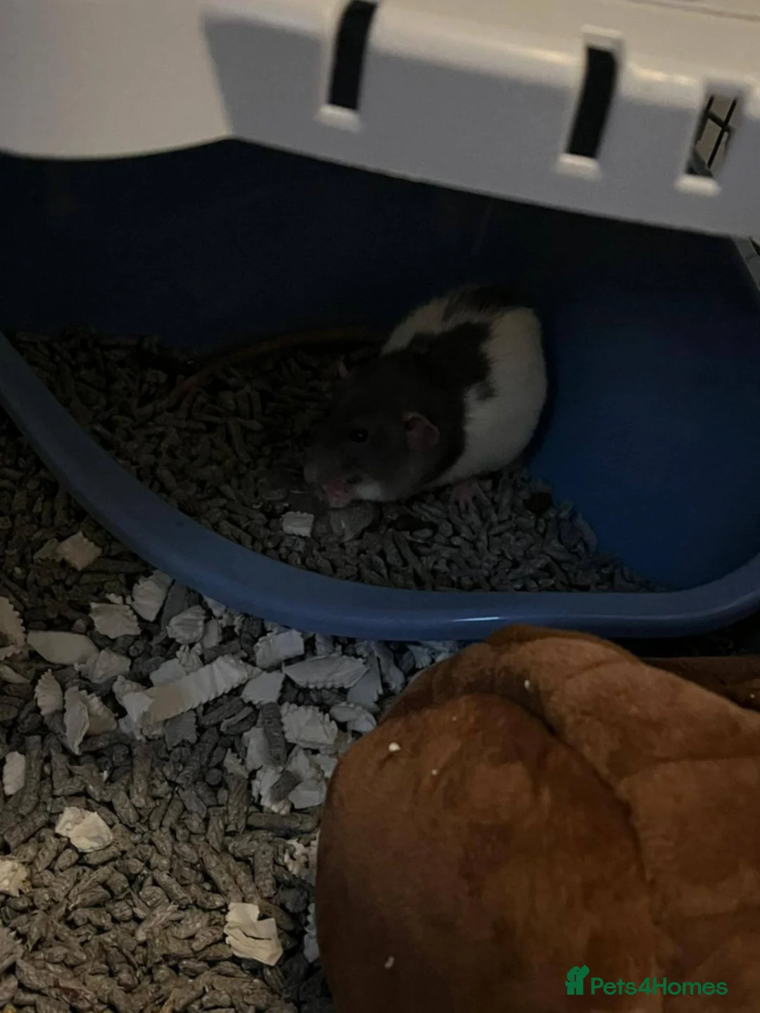 Rat rodents for sale: 3 7-8 month old rats  - Advert 2