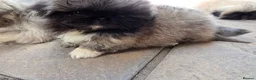 Pekingese dogs for sale: KC Registered Pekingese Puppies top quality  - Advert 3