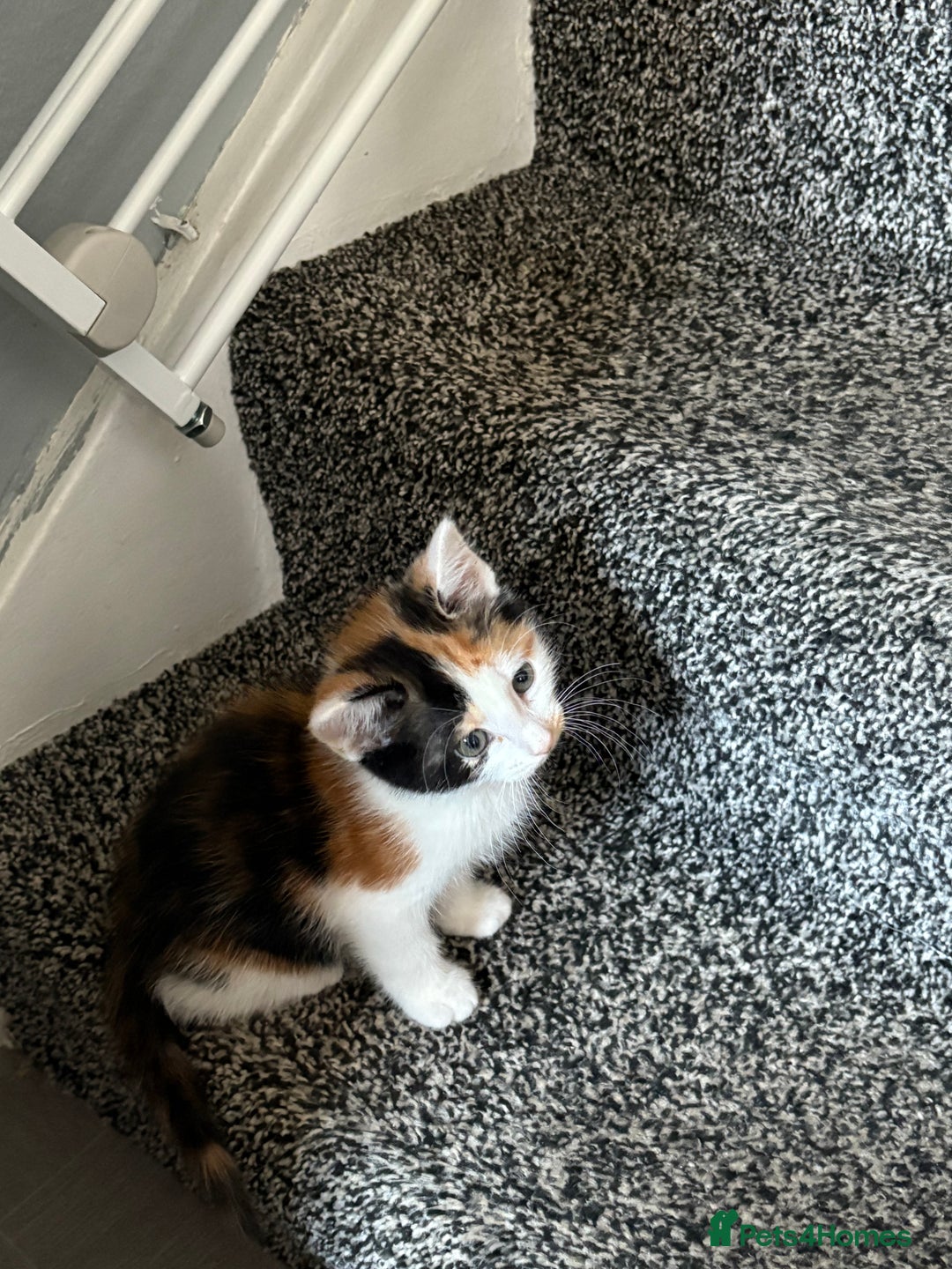 Mixed Breed cats for sale: 6 kitten kittens looking for there forever homes  - Image 11