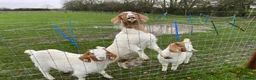Goats livestock for sale: ThreeFemaleBoer Goats. Will sell together/separate - Advert 1