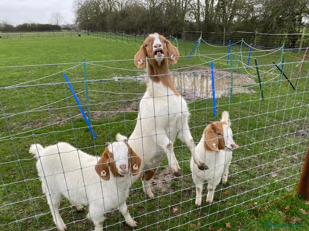 Goats livestock for sale: ThreeFemaleBoer Goats. Will sell together/separate - Advert 1