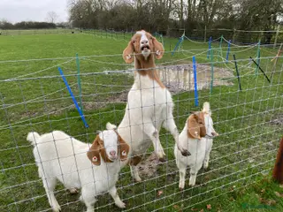 Goats livestock Three Female Boer Goats - Advert 1