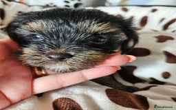 Yorkshire Terrier dogs for sale: DNA TESTED Father - Yorkshire Terrier puppies  - Image 22