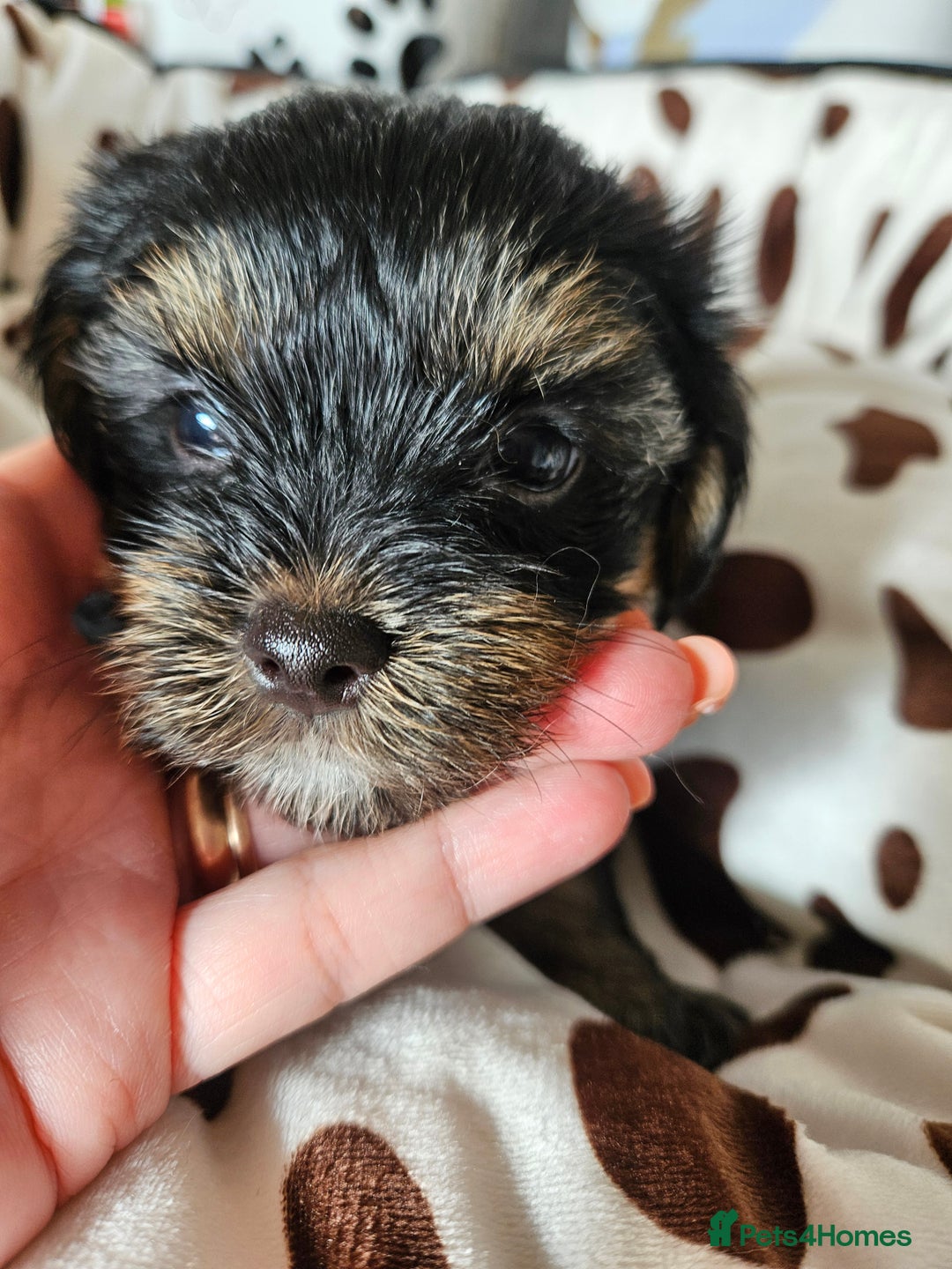 Yorkshire Terrier dogs for sale: DNA TESTED Father - Yorkshire Terrier puppies  - Image 22