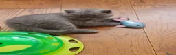British Shorthair cats for sale: 3 male baby cat british shorthair - Advert 22