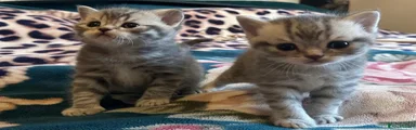 British Shorthair 1