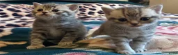 British Shorthair cats for sale: Champion blood line BSH kittens for sale - Advert 17