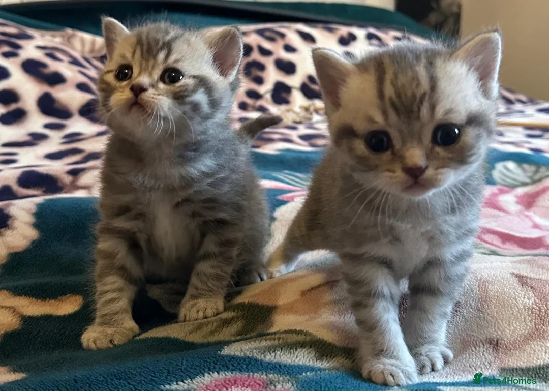 British Shorthair cats for sale: Champion blood line BSH kittens for sale - Advert 17