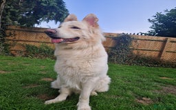 German Shepherd dogs for stud: White German Shepherd Dog - Stud - KC Registered  in Birmingham - Image 1