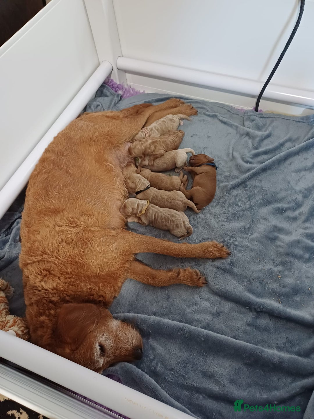 Mixed Breed dogs for sale: ✨2 Health Tested Australian Labradoodles ✨ - Image 7