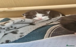 British Shorthair cats for sale: British Shorthair Mix Kittens  - Image 15