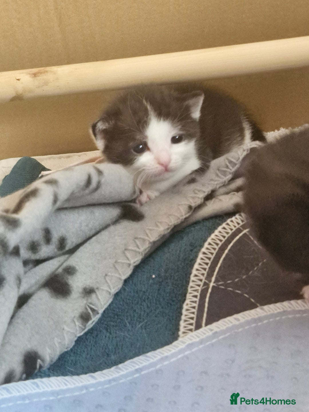 British Shorthair cats for sale: British Shorthair Mix Kittens  - Image 15