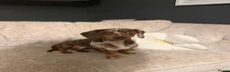 Miniature Dachshund dogs for stud: Dapple Miniature Dachshund for Stud - Advert 3