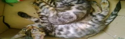 Mixed Breed cats for sale: Beautiful Part Bengal Kittens  - Advert 2