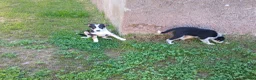 Border Collie dogs for sale: Adorable female sheepdog pups for sale  in Brecon - Advert 8