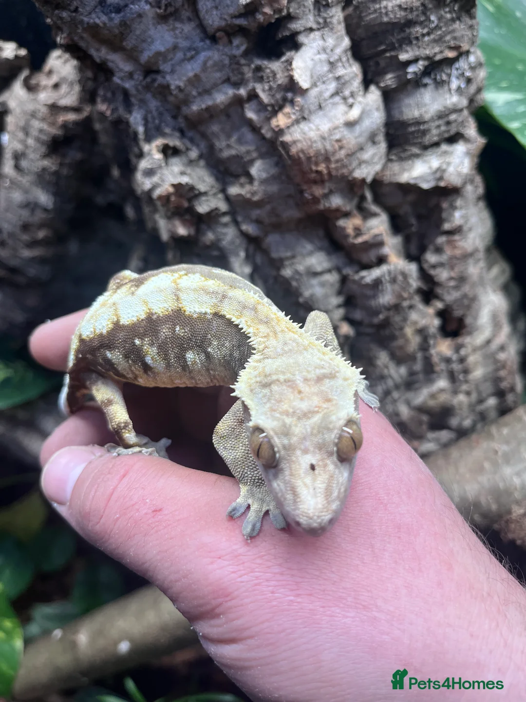 Gecko reptiles for sale: 3 and a half year old crested gecko  - Advert 2