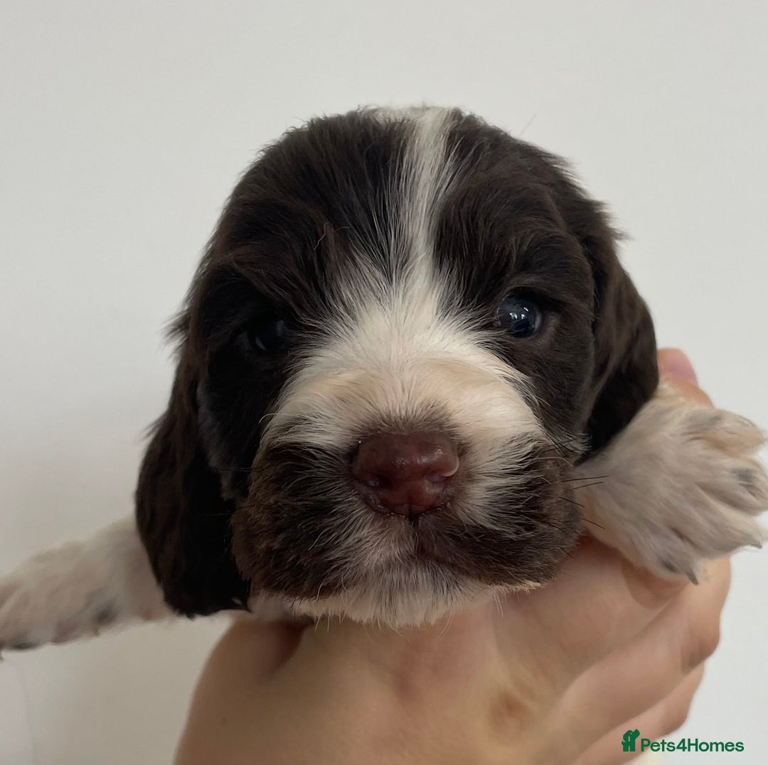 Cocker Spaniel dogs for sale: 8 cocker spaniels for reserve - Image 7