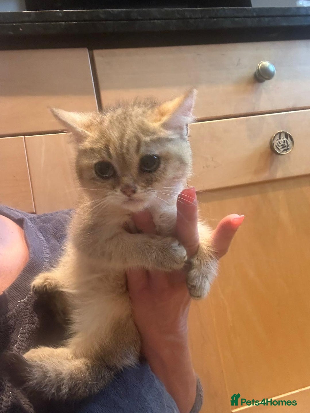 British Shorthair cats for sale: Golden British Shorthair male kitten  - Image 3