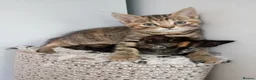 Pixie Bob cats for sale: Pixie bob kittens 3 female  - Advert 3
