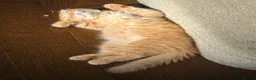 Scottish Fold cats for sale: Beautiful Scottish Fold & British Shorthair Kitten - Advert 3