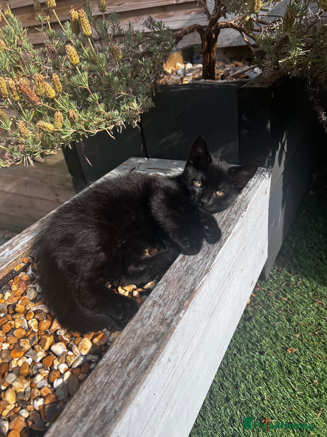 Mixed Breed cats for sale: Lovely kittens looking for their new home - Image 4