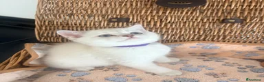 British Shorthair Kitten 2 purple collar 