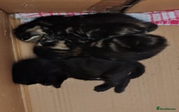 Mixed Breed cats for sale: Ch417dp  - Image 23