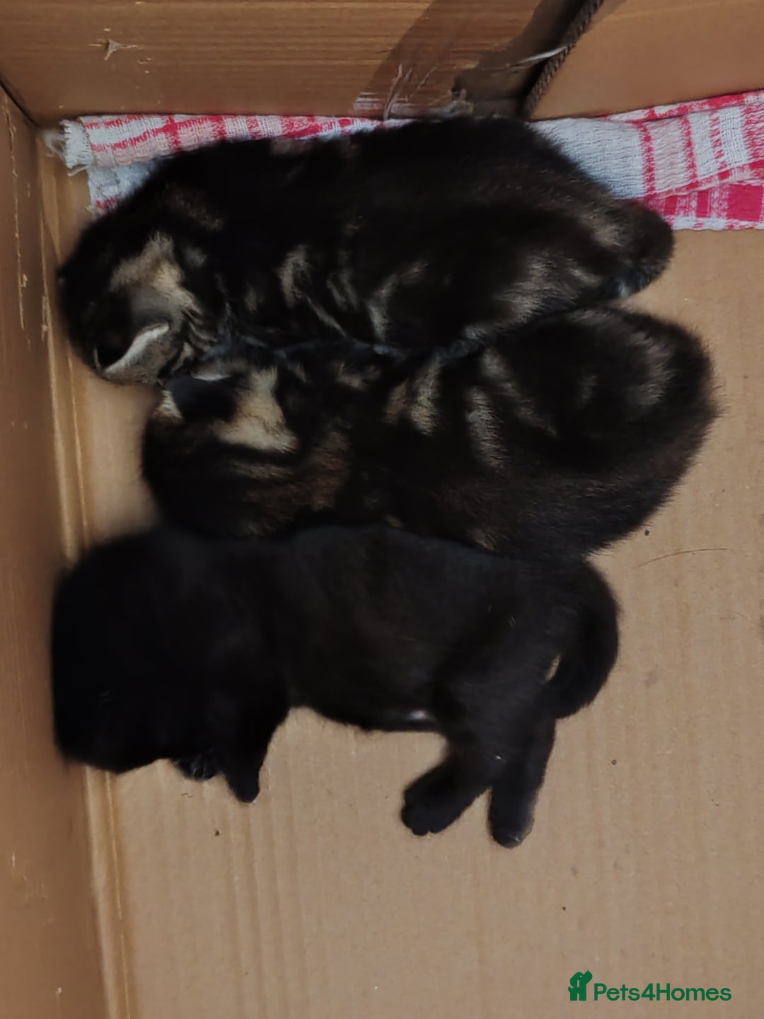 Mixed Breed cats for sale: Ch417dp  - Image 23