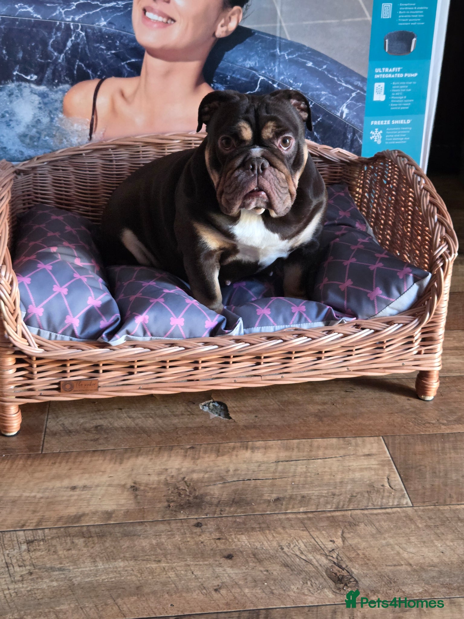English Bulldog dogs 3 year old English Bulldog for sale - Advert 2