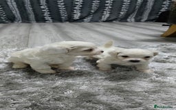 Mixed Breed dogs for sale: Bichon frise - Image 4